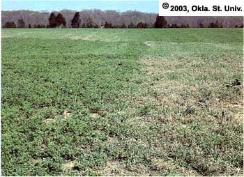 weevil-damage-3.jpg (34118 bytes)