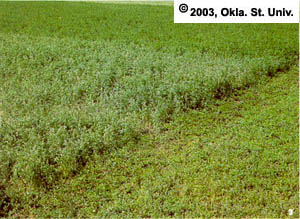 weevil-damage.jpg (30127 bytes)