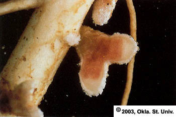 nodule-2.jpg (18956 bytes)