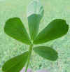 multileaf-03.jpg 