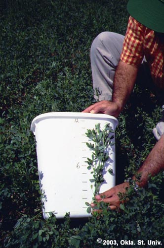 Shake-bucket Scouting