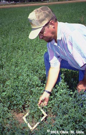 Sampling for Weevil Eggs