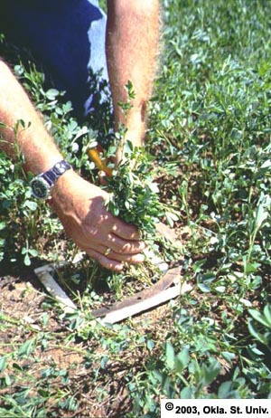 Sampling for Weevil Eggs