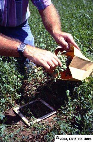 Sampling for Weevil Eggs