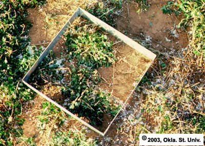 Sampling with a Quadrat