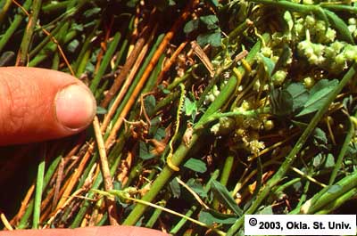 Dodder on Alfalfa