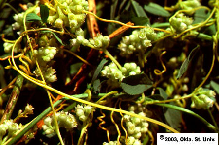 Dodder on Alfalfa