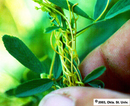 Dodder on Alfalfa