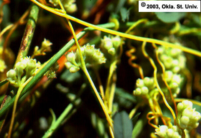 Dodder on Alfalfa