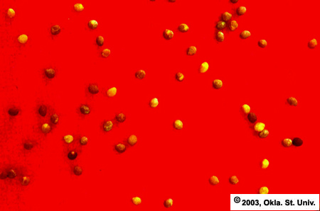 Dodder Seed