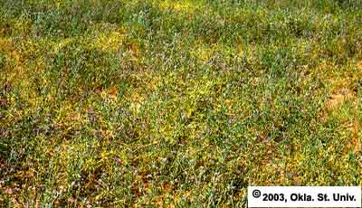 dodder-10.jpg (49937 bytes)