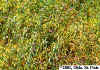 Dodder