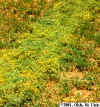 Dodder