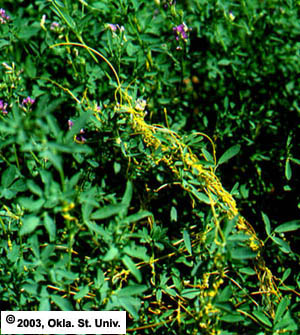dodder-12.jpg (53858 bytes)
