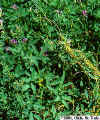 Dodder