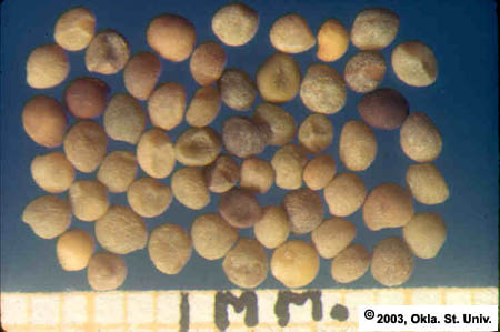 Dodder Seeds