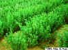 Seed Production