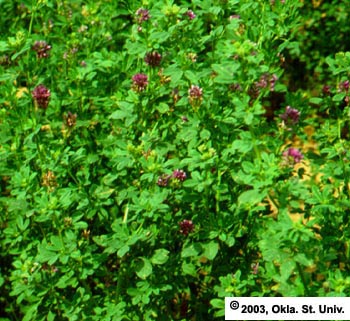 Early Alfalfa Seed Production
