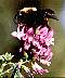 bumbee1.gif 29 Kb