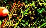 dodder-02.jpg 86 kb