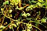 dodder-03.jpg  71 Kb