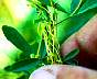 dodder-06.jpg 76 Kb