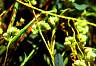 dodder-07.jpg 72 Kb