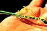 dodder-08.jpg 87 Kb