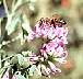 honbee.gif 48 Kb