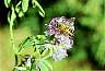 hony-bee.jpg 37 Kb
