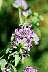 leafcbee.jpg 37 Kb