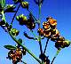 seed-01.jpg 80 Kb