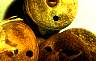 seed-chd-03.jpg 81 Kb