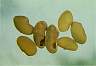 seed-chd.jpg 22 Kb