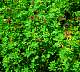 seed-pro-02.jpg 55 Kb