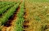 seed-pro-03.jpg 67 Kb