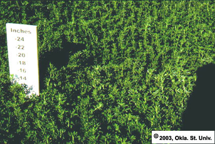 No Phosphorus Applied 