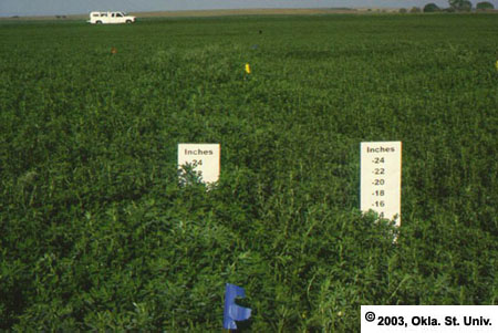 Applications of Phosphorus Fertilizer 