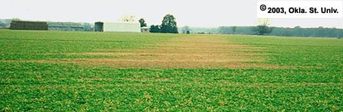 Area missed by lime truck