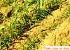 Companion Crop