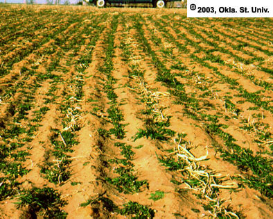Sorghum-Sudangrass as a Companion Crop