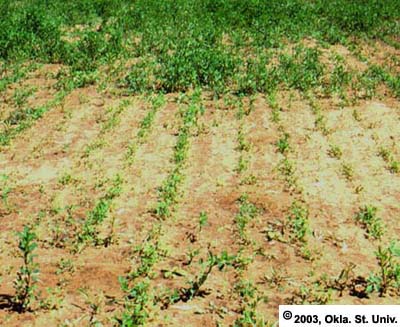 Thickening Up Alfalfa Stands