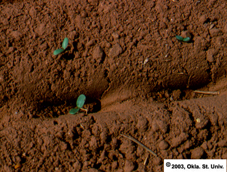 Alfalfa Seedbed and Seedlings