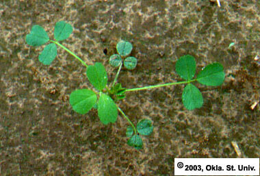 An Alfalfa Seedling