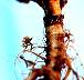nodule-01.jpg 