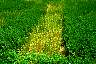 scald-01.jpg 103 kb