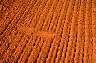 seedbed-02.jpg 97 kb