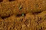 seedbed-04.jpg 88 kb