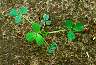 seedbed-05.jpg 49 kb