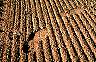 seedbed.jpg 111 kb